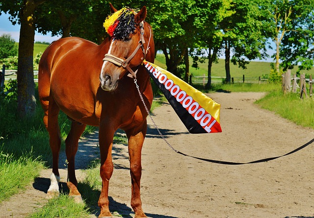 [综合]巴赫卸任后将辞去国际奥委会委员一职.